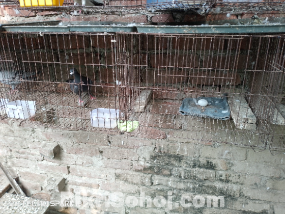 খাঁচা বিক্রি করবো